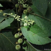 Croton laccifer L.